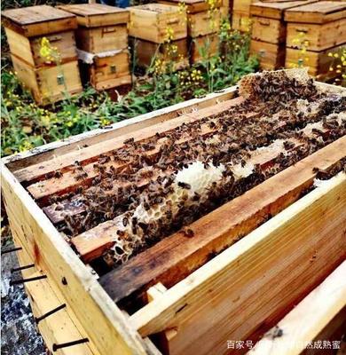 蜂蜜中含蜂王浆吗?蜂王浆是蜜蜂的什么东西?