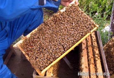 早春蜜蜂的饲养和管理,春天蜜蜂的养殖方法
