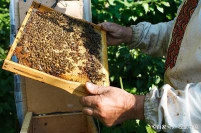 农村养蜂,首要解决的3大问题,否则养蜂也有风险