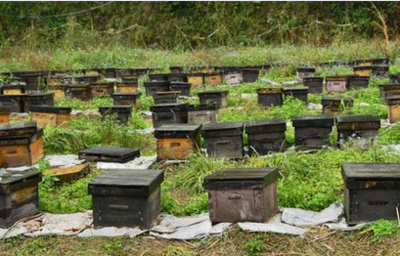 湖南省【益阳市|永州市】颐蜂堂提供天然好蜂蜜|蜂产品